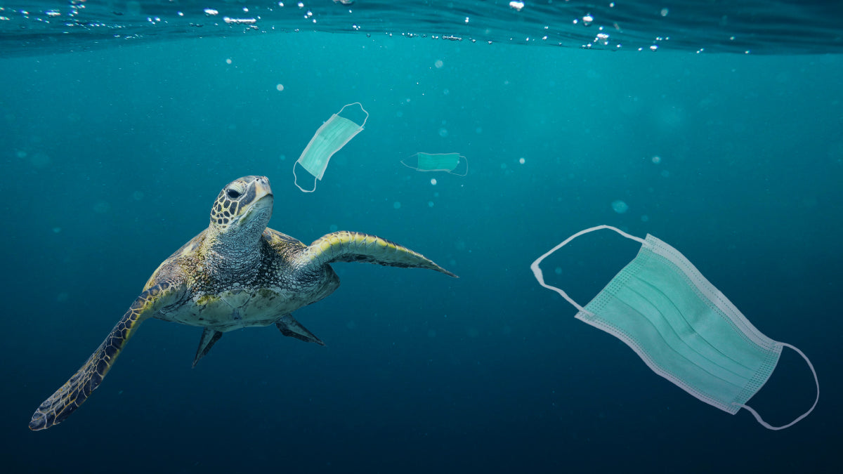 How plastic pollution in our oceans is ending up on your plate How plastic pollution in our oceans is ending up on your plate