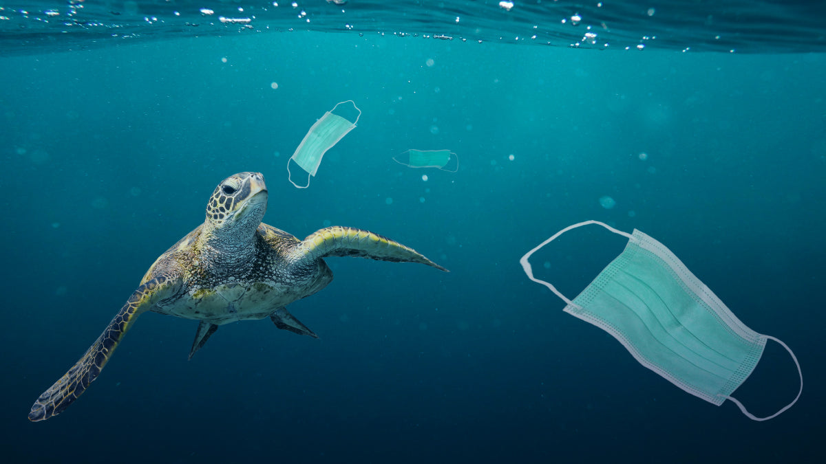 Cómo la contaminación por plástico de nuestros océanos acaba en tu plato