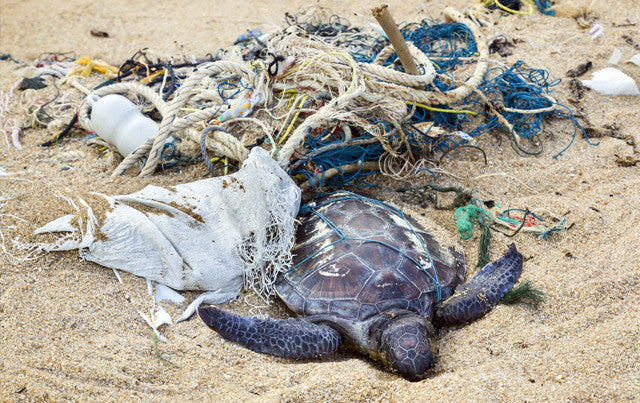 Sea2See, the eyewear to save the Ocean